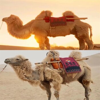 新余骆驼养殖基地,骑乘观光拍照双峰骆驼展览