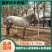 內江乘騎大馬活體回收,常年供應觀賞騎乘大馬