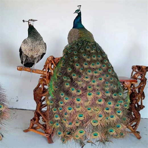 龙岩孔雀活体价格,观赏长尾巴孔雀养殖
