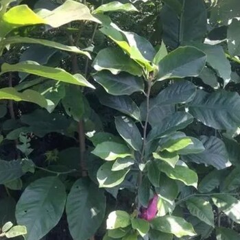 南陽紅花玉蘭價(jià)錢