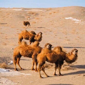 沧州骆驼养殖,骑乘双峰骆驼