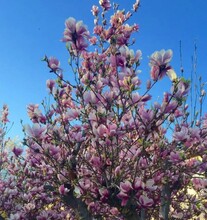 洛陽(yáng)紅花玉蘭木圖片