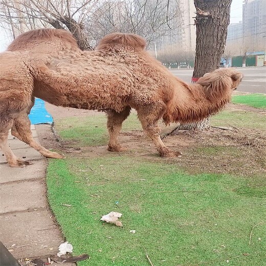 北京骆驼活体回收,骑乘双峰骆驼