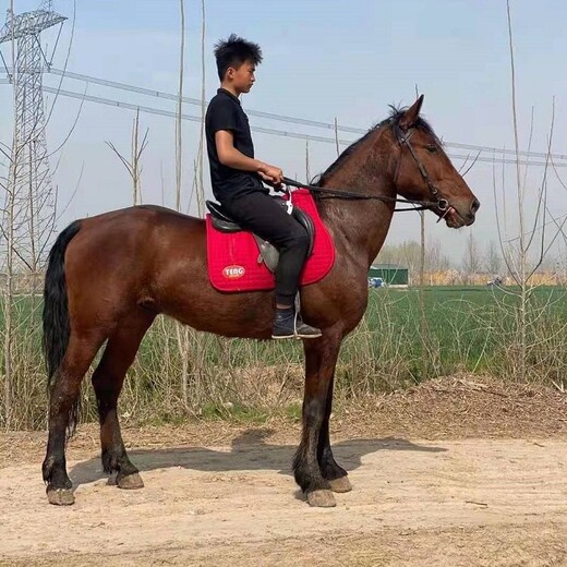 济宁骑乘马匹养殖多少钱一只