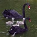 景区采购观赏黑天鹅,哈尔滨黑天鹅养殖基地