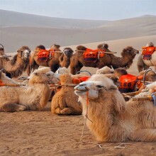 陇南骆驼养殖场,骑乘观光拍照双峰骆驼展览图片