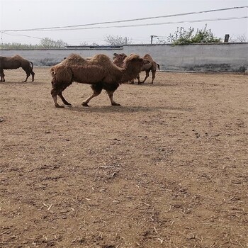 连云港骆驼养殖场,骑乘观光拍照双峰骆驼展览