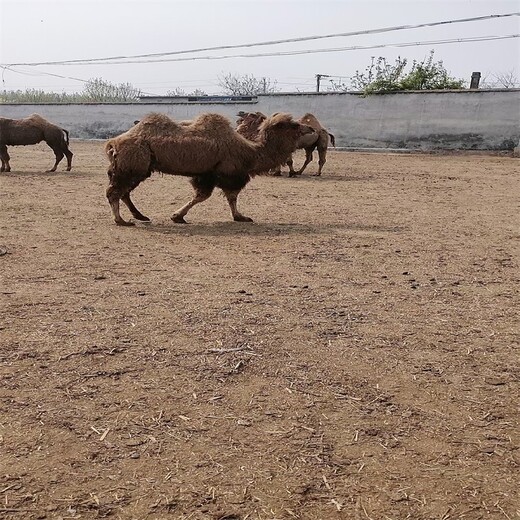楚雄骆驼养殖基地,景区观赏骆驼