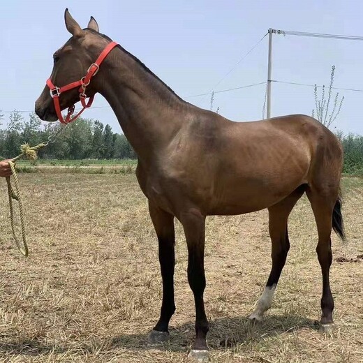 镇江骑乘马匹养殖多少钱一匹