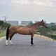 北京乘骑大马活体回收图