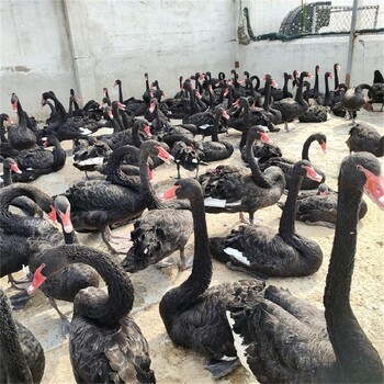 菏泽黑天鹅养殖基地,哪里有出租黑天鹅的