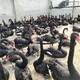 哪里有卖黑天鹅的,宜宾黑天鹅养殖场产品图