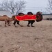 骑乘观光拍照双峰骆驼展览,银川骆驼养殖技术