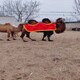廊坊骆驼养殖图