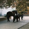 陇南矮马养殖场,公园观赏宠物矮马养殖