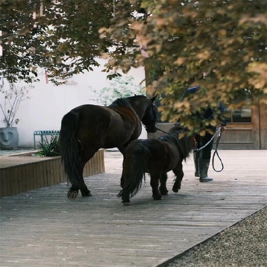 矮马养殖条件,公园观赏宠物矮马养殖