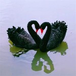 回收黑天鹅活体,锦州黑天鹅养殖条件