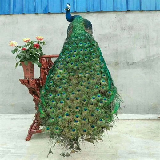 安庆孔雀养殖技术,出售孔雀标本