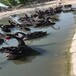 漳州黑天鹅养殖基地,回收黑天鹅活体