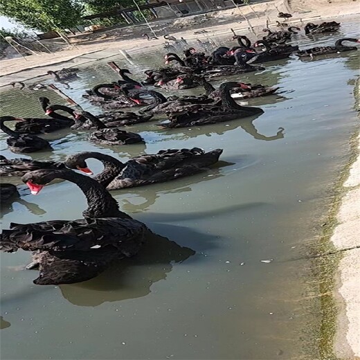 巴彦淖尔黑天鹅活体回收,哪里有出租黑天鹅的