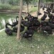 泉州黑天鹅养殖条件,景区采购观赏黑天鹅