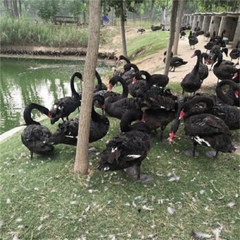 清遠黑天鵝養殖基地,哪里有賣黑天鵝的