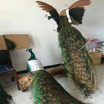 惠州孔雀养殖条件,出售孔雀标本