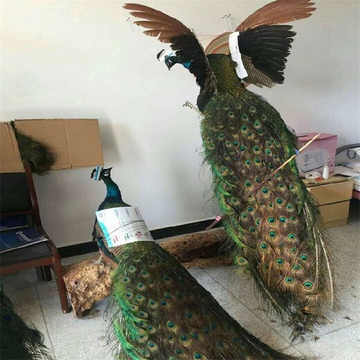 庆阳孔雀养殖场,出售孔雀标本