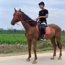 合肥乘骑大马养殖条件常年供应观赏骑乘大马图片