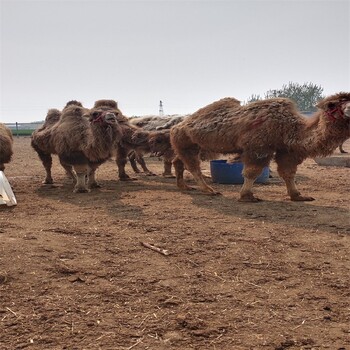 迪庆骆驼养殖条件,骑乘双峰骆驼活体价格