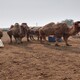 嘉峪关骆驼养殖图
