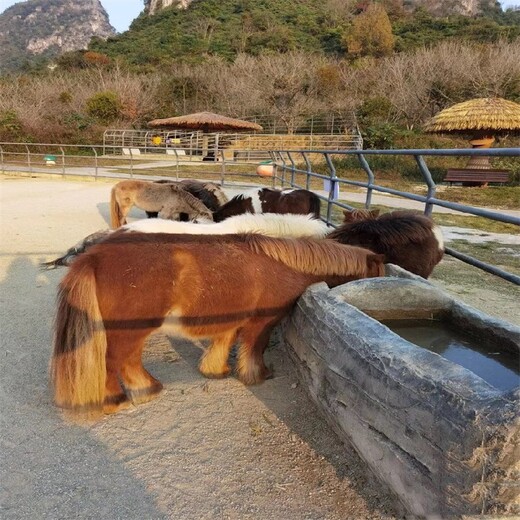 衢州矮马养殖技术,公园观赏宠物矮马养殖
