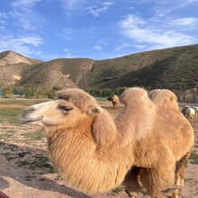 骑乘观光拍照双峰骆驼展览,玉林骆驼多少钱一匹图片