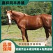 吉安乘騎大馬養(yǎng)殖,養(yǎng)殖散養(yǎng)騎乘馬