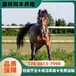 營口乘騎大馬多少錢一只,常年供應觀賞騎乘大馬
