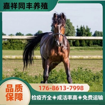 惠州骑乘马匹养殖多少钱一匹