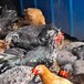 散养鸡价格评估天津养鸡场评估费用