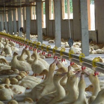 鴨子內熱什么癥狀肉雞內熱用小蘇打行嗎雞有內熱吃料少怎么辦