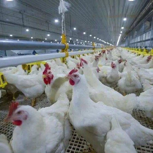 肉鸭内热治疗方案鸡内火大如何解决肉鸡湿热症用什么药