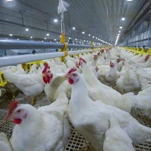 鴨子內(nèi)熱治療方案雞吃了飼料內(nèi)火重什么原因