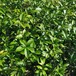 青岡櫟小苗贛縣福新苗圃青岡櫟苗型號(hào)