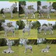 县公园玻璃钢斑马雕塑图