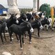 曲陽玻璃鋼毛驢雕塑圖