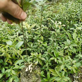 青岡櫟小苗進賢福新苗圃青岡櫟苗作用