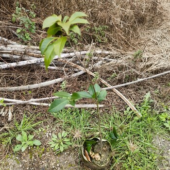 青冈栎小苗铜鼓县福新苗圃青冈栎苗电话