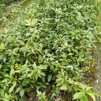 青岡櫟小苗灣里福新苗圃青岡櫟苗結構