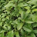 青岡櫟小苗廬山區(qū)福新苗圃青岡櫟苗市場(chǎng)