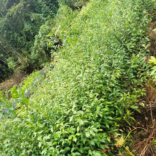 青冈栎小苗临川区福新苗圃青冈栎苗结构