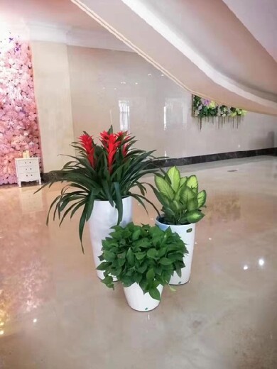 北京办公室花卉租摆,生物医药基地办公室绿植租赁