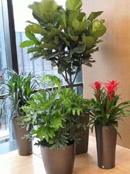 园林绿化室内花卉植物出租,和平门办公室绿植租赁